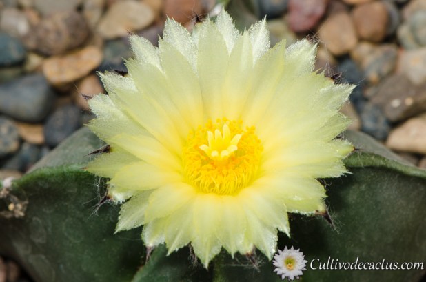 Astrophytum myriostigma var quadricostatum nudum