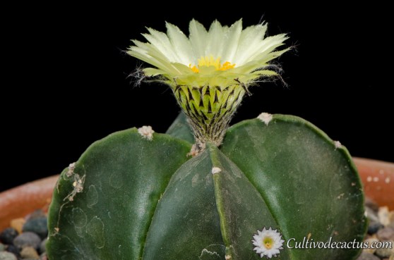 Astrophytum myriostigma var quadricostatum nudum