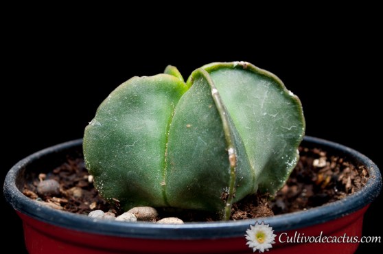 Astrophytum myriostigma var quadricostatum nudum