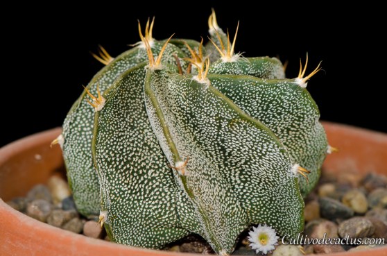Astrophytum ornatum