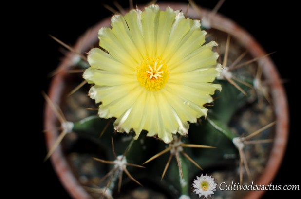 Astrophytum ornatum