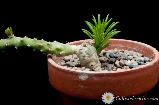 Austrocylindropuntia subulata