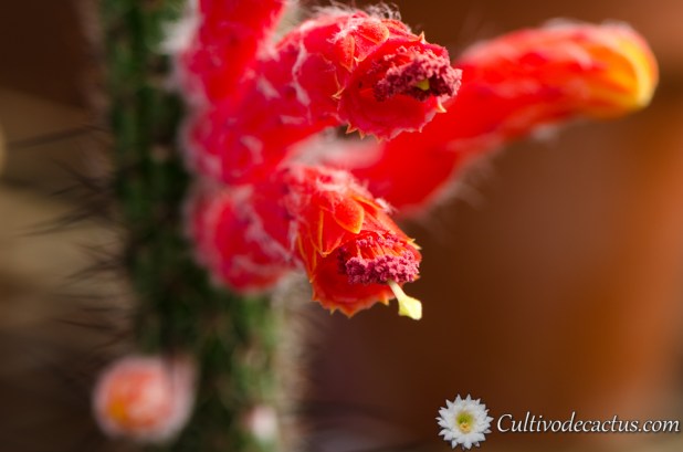 Cleistocactus baumannii
