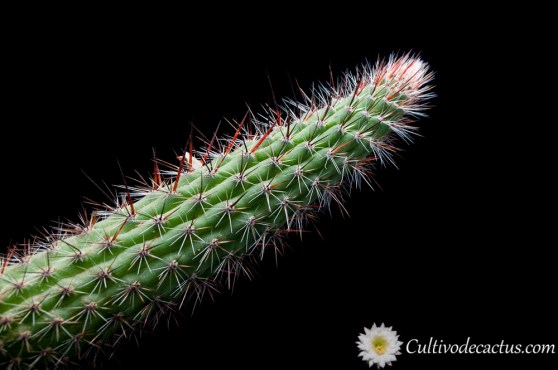 Cleistocactus baumannii