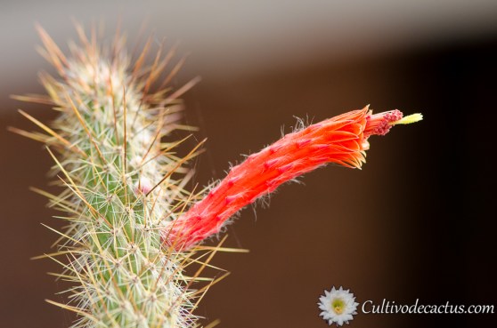 Cleistocactus smaragdiflorus