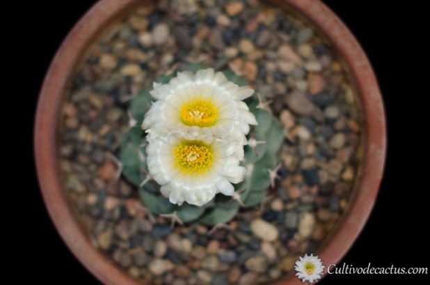 Coryphantha maiz-tablasensis