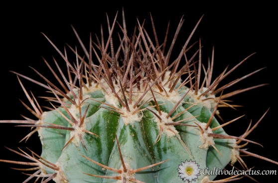 Echinocactus platyacanthus