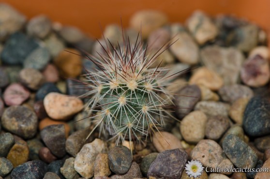 Echinocereus dasyacanthus