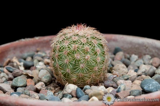 Echinocereus dasyacanthus