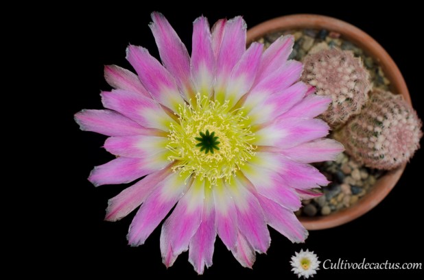 Echinocereus rigidissimus