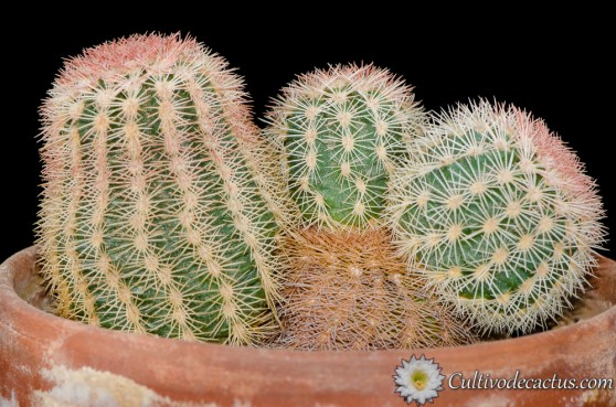 Echinocereus rigidissimus