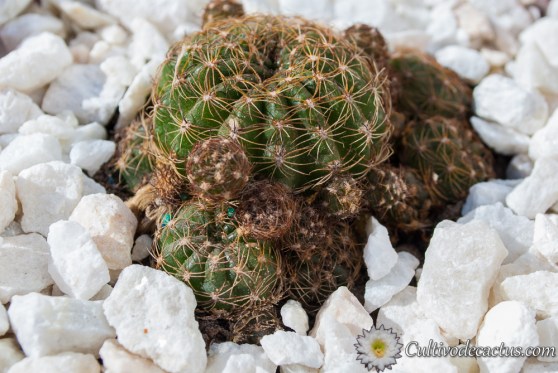 Echinopsis ancistrophora ssp. arachnacantha