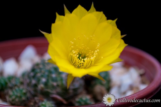 Echinopsis ancistrophora ssp. arachnacantha