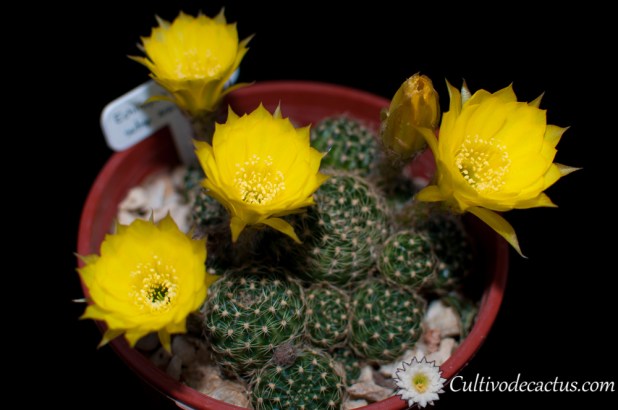 Echinopsis ancistrophora ssp. arachnacantha