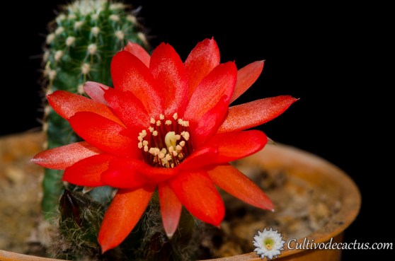 Echinopsis chamaecereus 'jubilee'