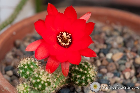 Echinopsis chamaecereus 'jubilee'