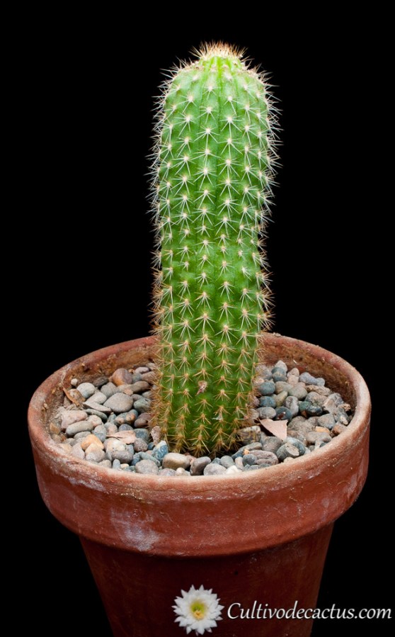 Echinopsis huascha