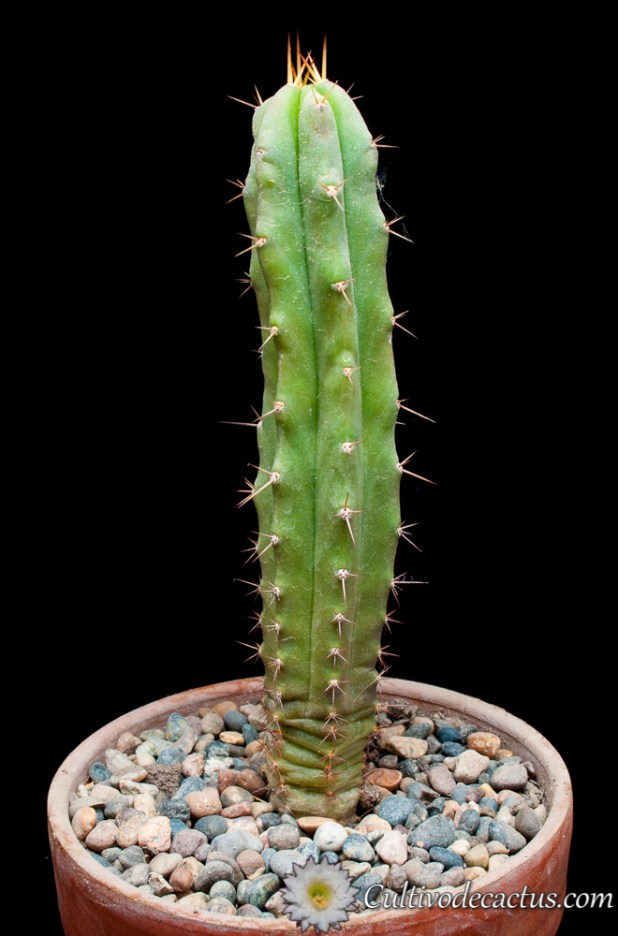 Echinopsis pachanoi