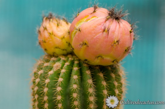 Echinopsis spachiana