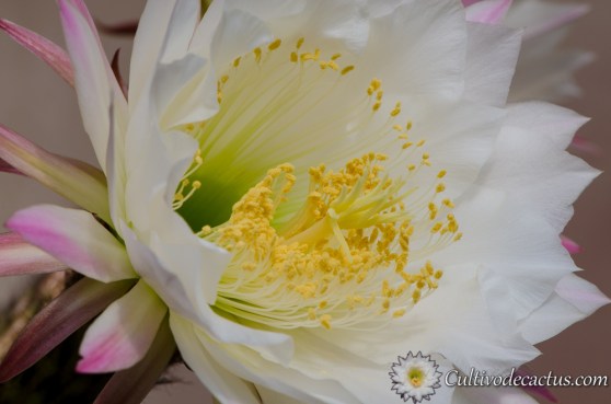 Echinopsis spachiana