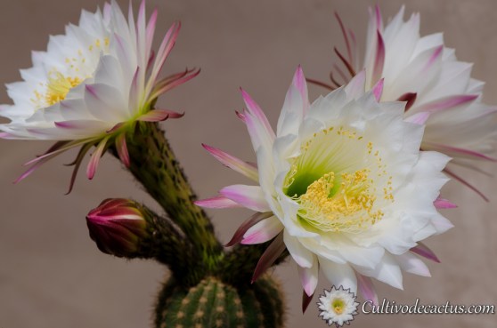 Echinopsis spachiana