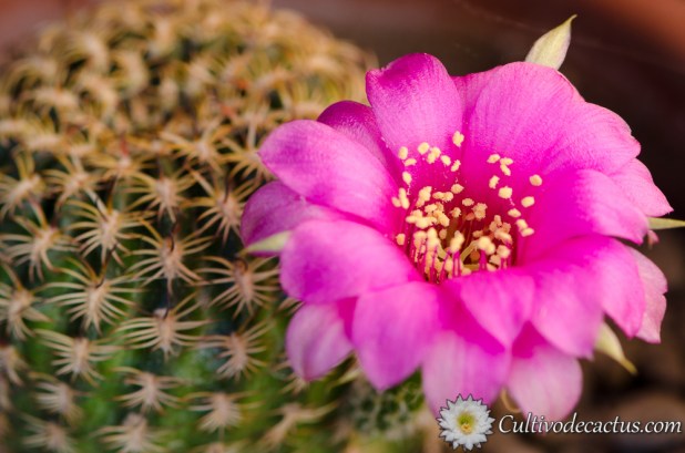 Echinopsis tiegeliana var. pusilla (especimen a)