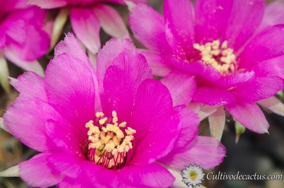 Macro de Echinopsis tiegeliana var. pusilla (especimen b)