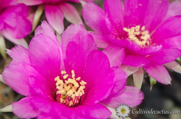 Macro de Echinopsis tiegeliana var. pusilla (especimen b)