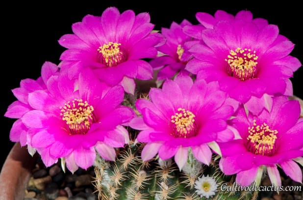 Echinopsis tiegeliana var. pusilla (especimen a)