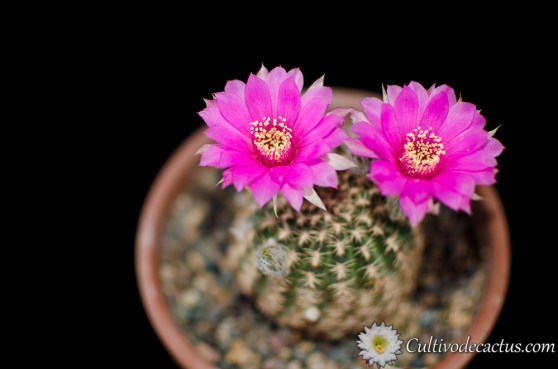 Echinopsis tiegeliana var. pusilla