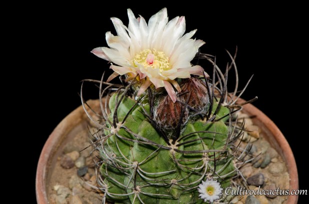 Eriosyce paucicostata