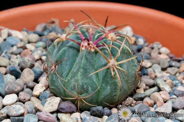 Ferocactus macrodiscus