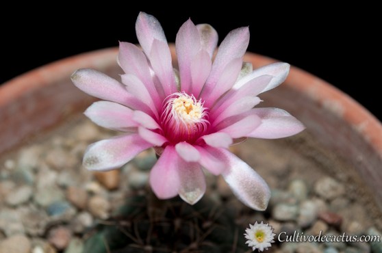 Gymnocalycium amerhauseri