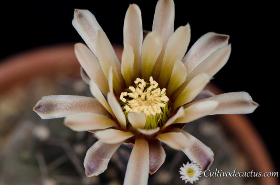 Gymnocalycium bodenbenderianum ssp. paucispinum