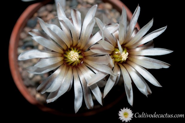 Gymnocalycium bodenbenderianum ssp. paucispinum