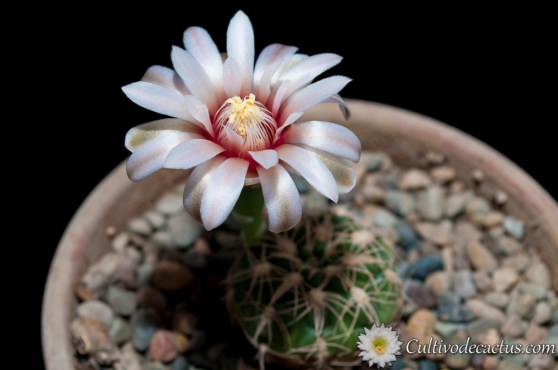 Gymnocalycium calochlorum