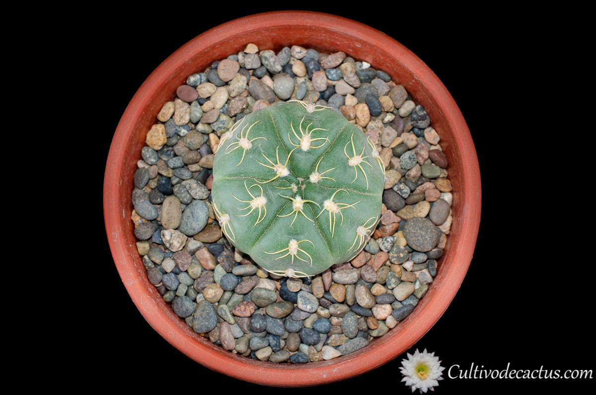 Cactus Suculenta Viva Gymnocalycium Denudatum Paraguayensis Variegata - Planta De Interior 3cm