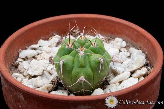 Gymnocalycium horridispinum ssp. achiraense