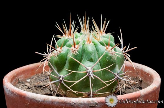 Gymnocalycium horridispinum ssp. achiraense