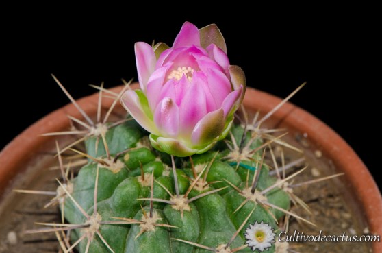 Gymnocalycium horridispinum ssp. achiraense