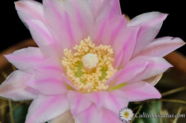Gymnocalycium horridispinum ssp. achiraense