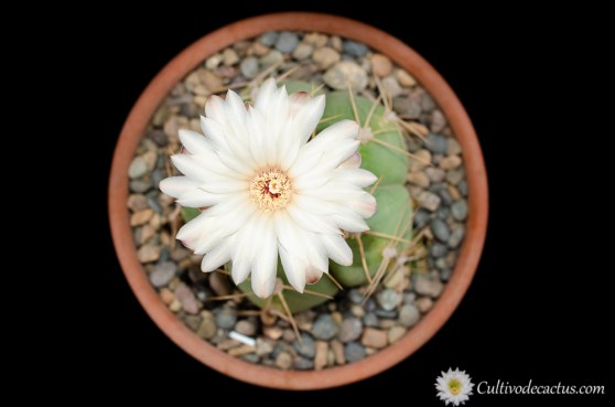 Gymnocalycium horstii