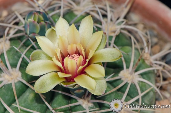 Gymnocalycium nigriareolatum
