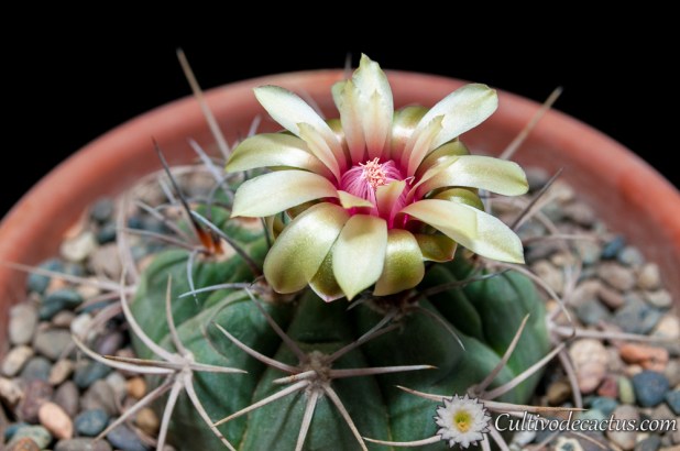 Gymnocalycium nigriareolatum