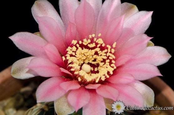 Gymnocalycium ritterianum