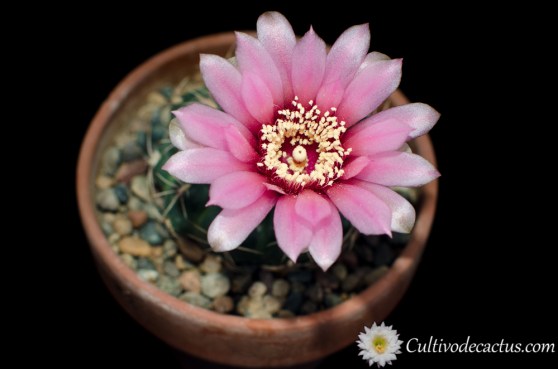 Gymnocalycium ritterianum