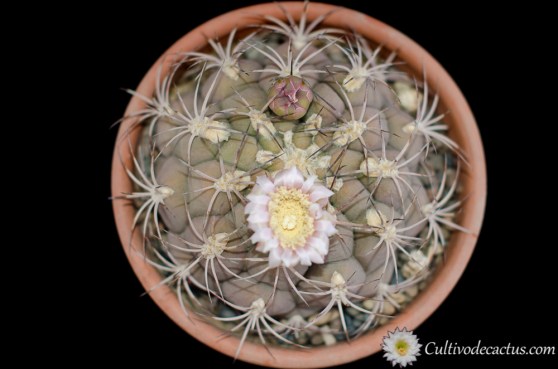 Gymnocalycium saglionis