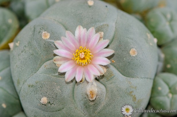 Lophophora williamsii var. caespitosa