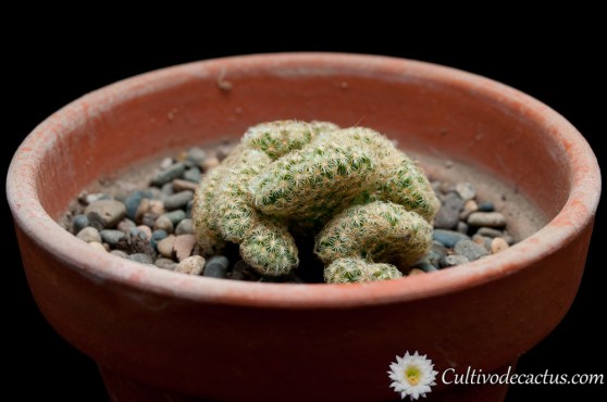 Mammillaria elongata forma cristata
