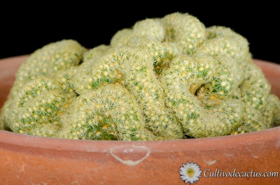 Mammillaria elongata forma cristata